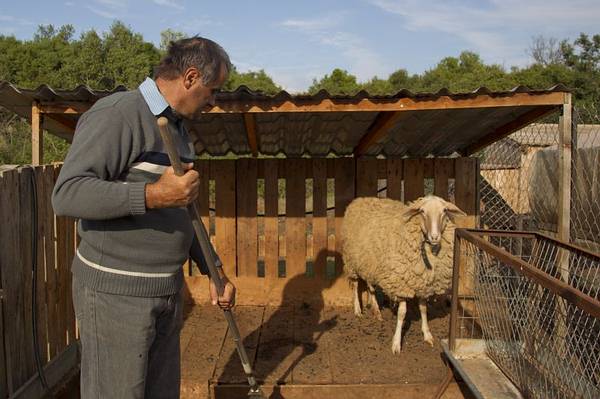 2f2. Michalis another member of our staff taking care of the animals.